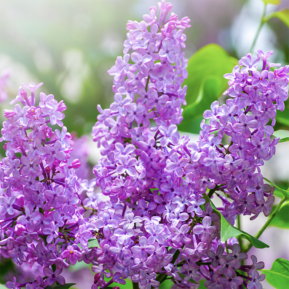 Lilac