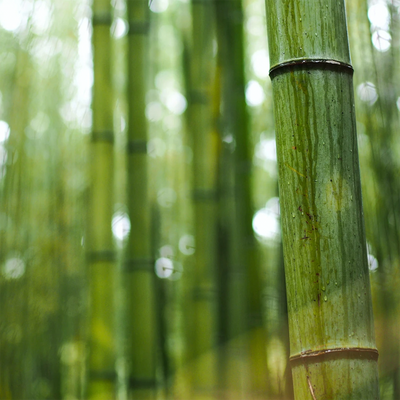 Australian Bamboo