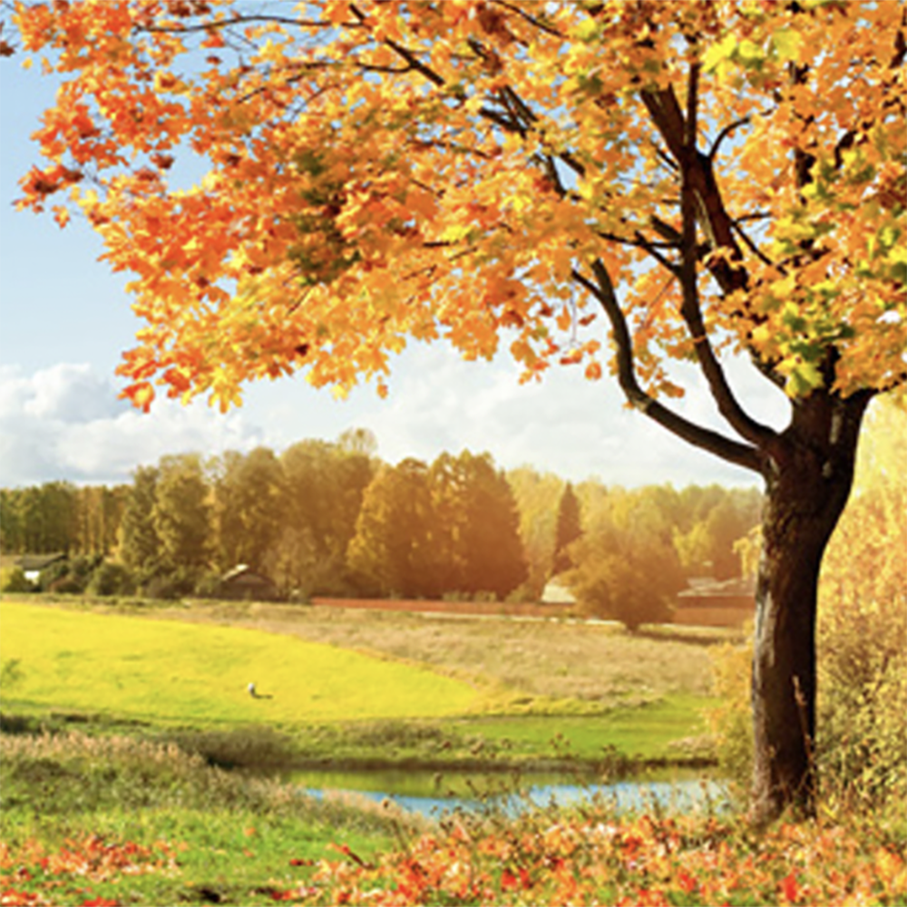 Autumn Woods