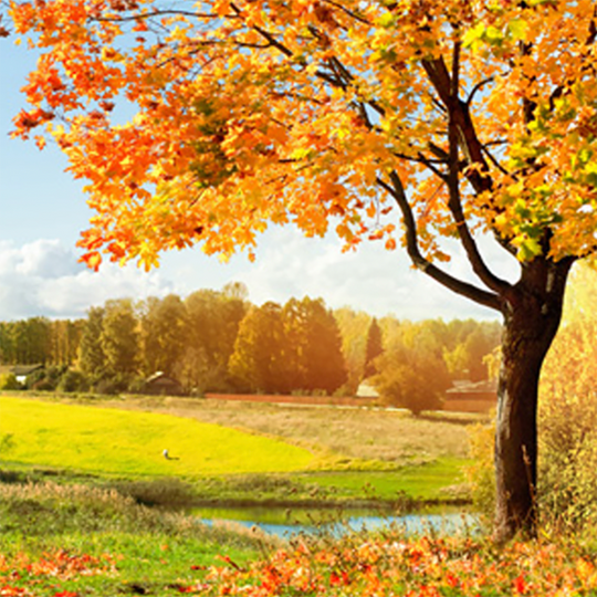Autumn Woods