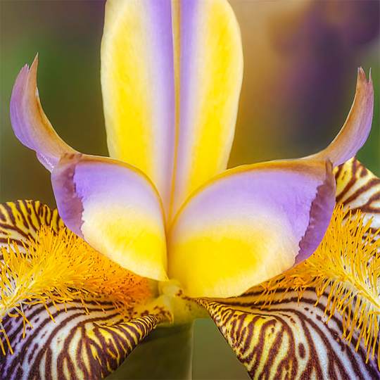 Iris