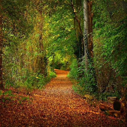 Woodlands